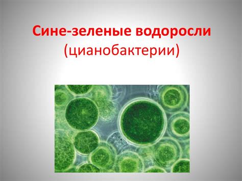 Царство дробянки - презентация онлайн