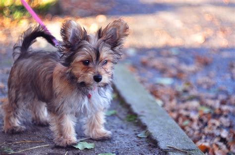 Chorkie Mixed Dog Breed Pictures Characteristics And Facts