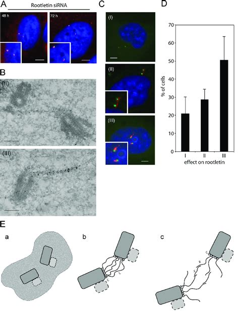 Mutual Dependency Of Rootletin And C Nap Localization And Models For