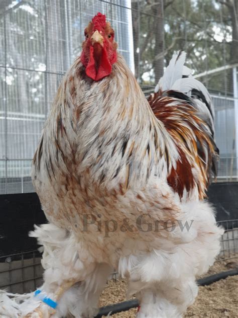 ORDER CLOSED Splash Partridge Brahma Fertile Egg Each Pip Grow