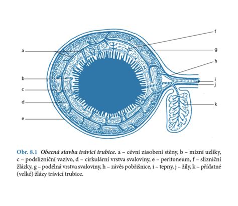 Anatomické plagáty modely a knihy o masážach REVIXA Eshop Masáže