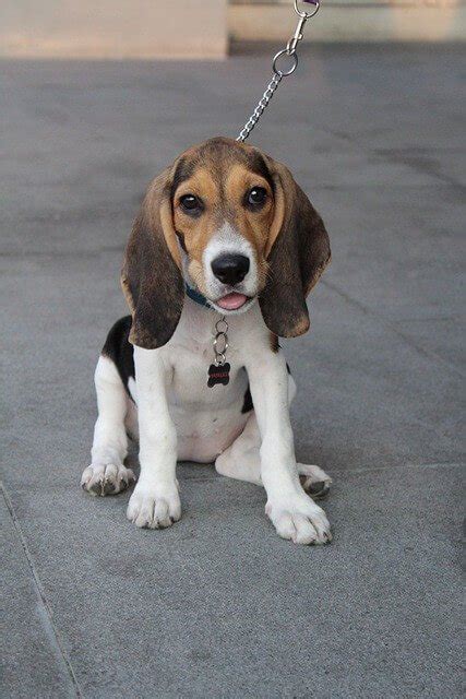 How to Train a Beagle Dog: Best 6 Tips for Training Your Hound