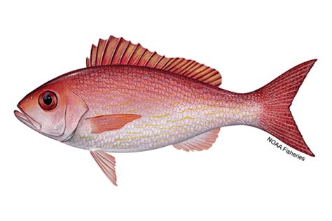 Vermilion Snapper | NOAA Fisheries