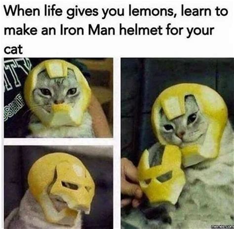 The Cat Looks So Happy With His Helmet Meme By Sonypspphone69