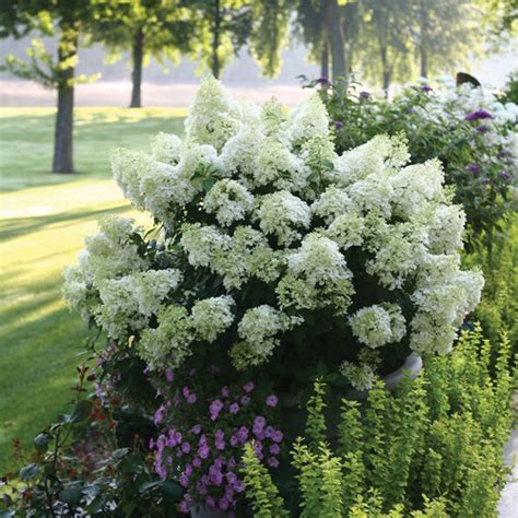 14 Compact Dwarf Hydrangeas For Small Spaces Proven Winners