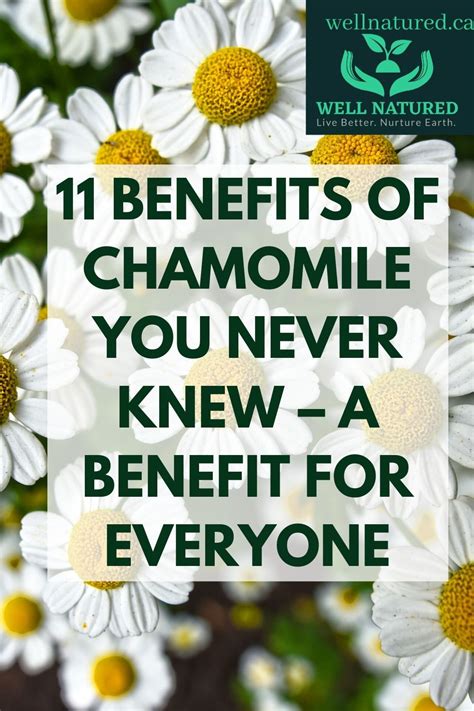 11 Benefits Of Chamomile You Never Knew A Benefit For Everyone