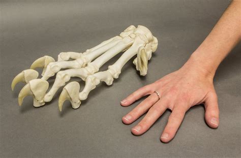 A Tigers Front Paw Skeleton Anatomy Animal Skeletons Feline Anatomy