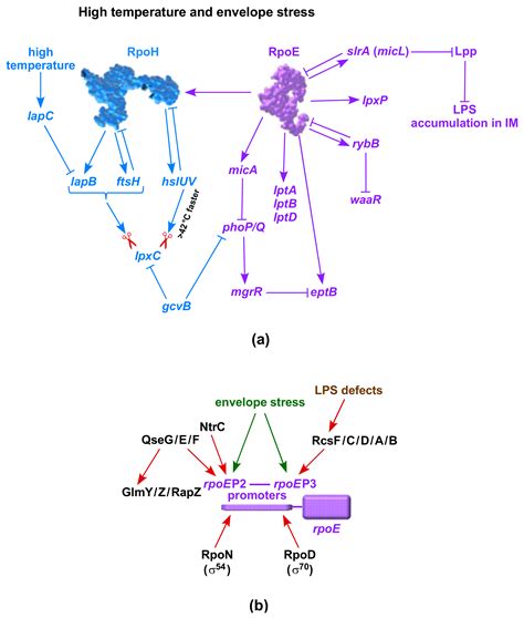 Ijms Free Full Text Checkpoints That Regulate Balanced Biosynthesis