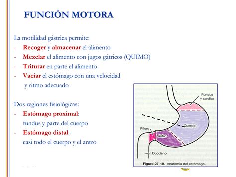 Solution Digestivo Iii Fisiologi A Ga Strica Intestinal Hi Gado Y Pa