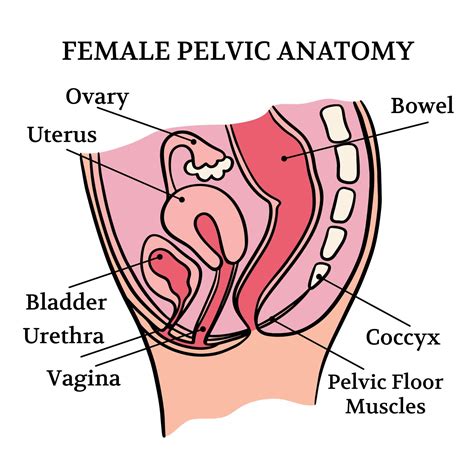 Female Pelvic Healthy Anatomy Education Scheme Vector Set 20748853 Vector Art At Vecteezy