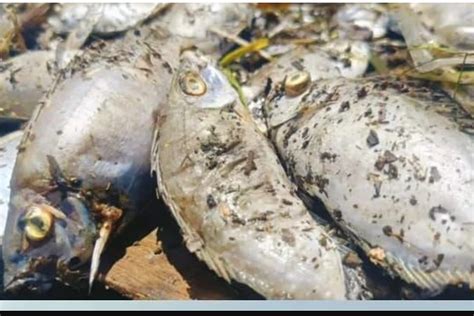 Soal Ribuan Ikan Yang Ditemukan Mati Di Pantai Sasa Begini Penjelasan