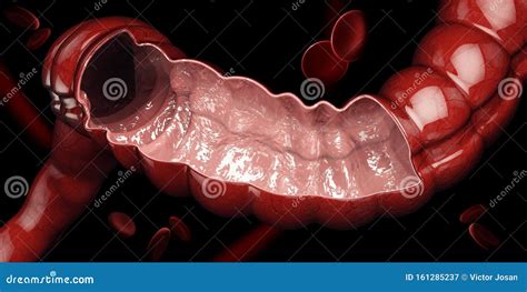 3d Illustration Of Colon Intestine Digestive System Human Anatomy