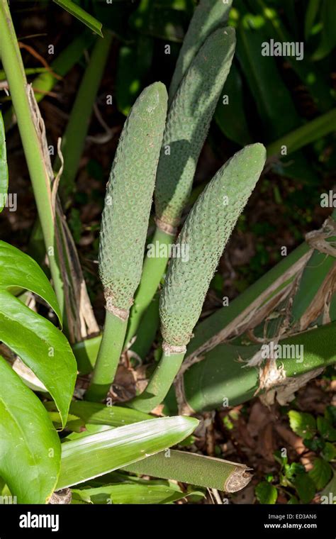 Cluster ripening green fruit monstera hi-res stock photography and ...