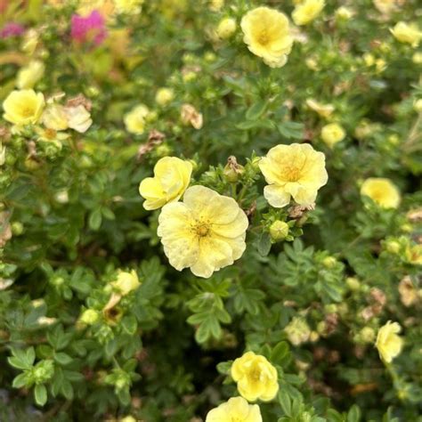 Potentilla Fruticosa Kobold Find Haveplanter