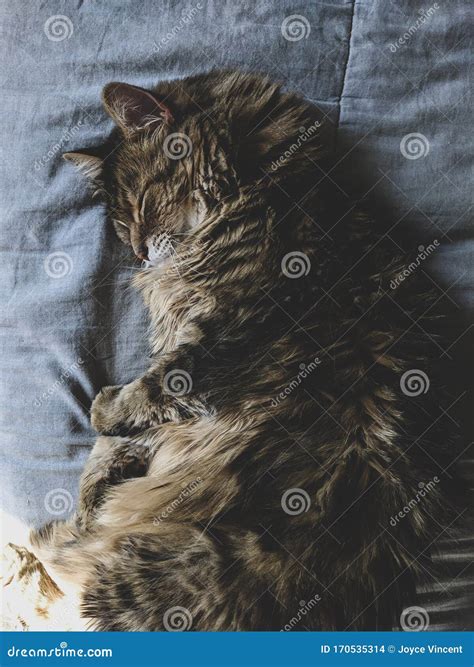 Beautiful Maine Coon Cat Sleeping Stock Photo Image Of Sleep Maine