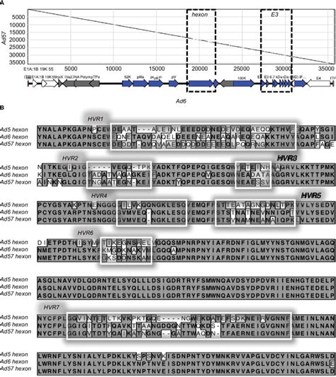 Alignment Of Ad5 6 And 57 Showing Variation In Hexon And E3 Regions