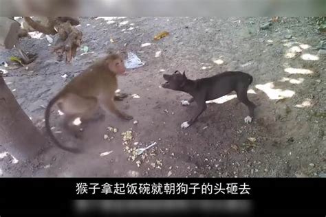 狗狗和猴子打架，猴子尽出“下三滥”的招式，镜头记录搞笑一幕