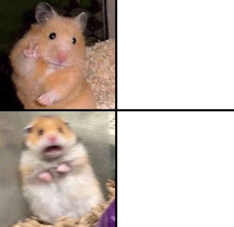 Scared Rat Blank Template Imgflip