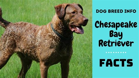 Chesapeake Bay Retriever Golden Retriever Mix