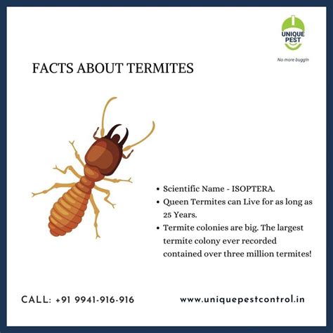 Facts About Termites Termites Honey Bee Life Cycle Termite Control