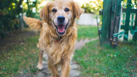 La ciencia descubre que los perros muerden más cuando hace calor