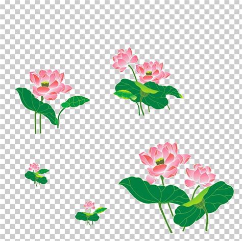 Floral Design Nelumbo Nucifera Cut Flowers PNG Clipart Annual Plant