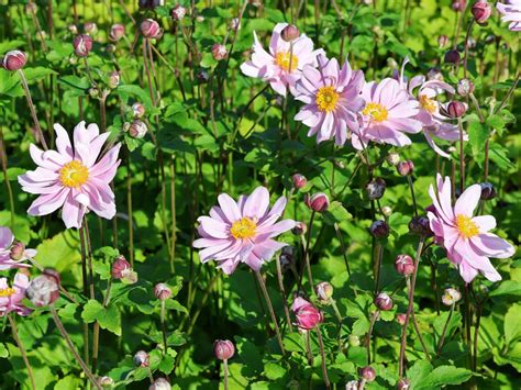 Japan Herbst Anemone Mont Rose Beste Sorten And Stauden Wissen