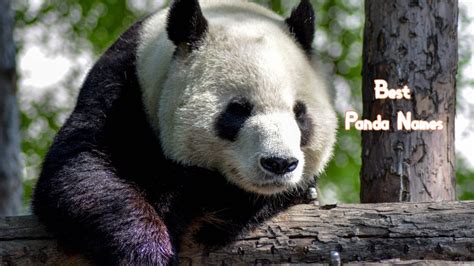 80 Most Popular Red Panda Names - PetPress