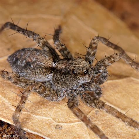 Wolf Spider I Photographed In My Backyard This Past Weekend Oc R