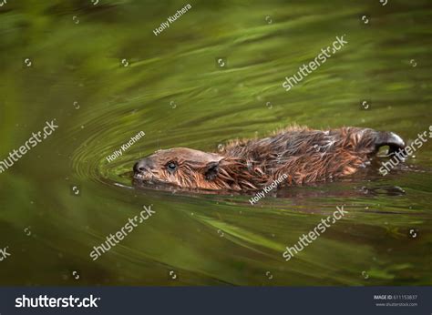 North American Beaver Kit Castor Canadensis Stock Photo 611153837