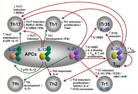 IL-12 Family - Creative Diagnostics