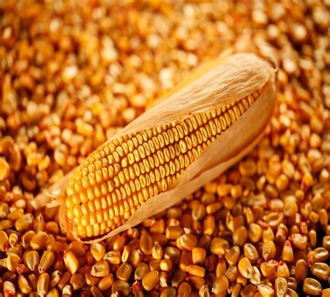 Продам кукуруза оптом на экспорт, купить кукуруза оптом на экспорт ...