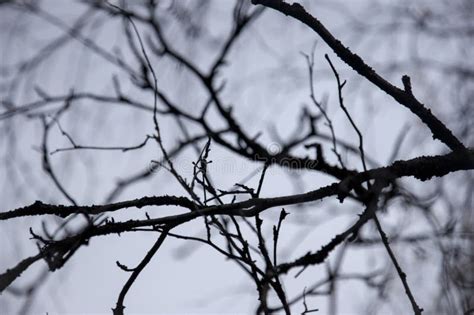 Naked Birch Tree With Rare Small Brown Leaves In The Fall Forest