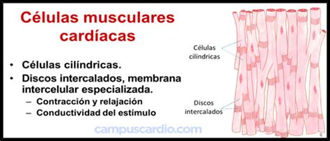 Funcion De La Celula Muscular Dinami