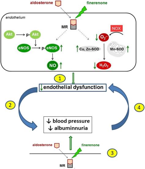 A Schematic Illustration Of The Proposed Mechanism Of Action Of