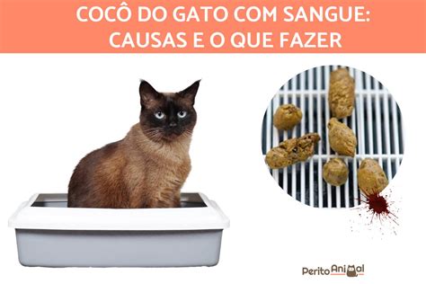 Sangue Nas Fezes Do Gato Causas E O Que Fazer