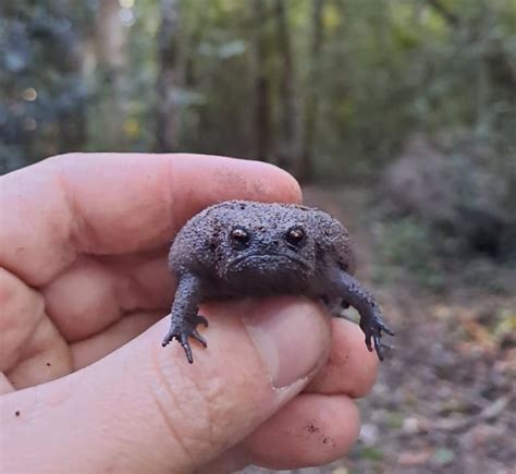 Sapo Preto Da Chuva Fatos Sobre Essas Criaturas Bizarras Mega Curioso