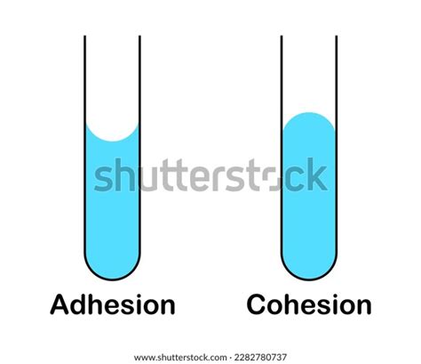 Vector Illustration Adhesion Cohesion Water On Stock Vector Royalty