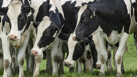 Farmgate Milk Price Forecast Saputo Fonterra The Weekly Times