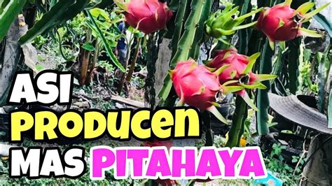 COMO HACER LA PODA DE RALEO EN LA DRAGON FRUIT PITAHAYA LA FRUTA