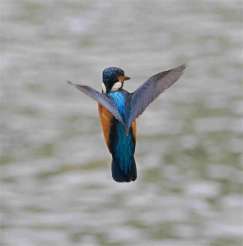 Common Kingfisher Hovering 11 Retireediary