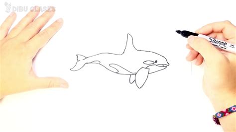 Como Dibujar Un Orca Paso A Paso Dibujo Facil De Orca