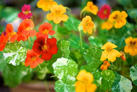 Six Plants That Attract Bees To Your Garden Bioweed