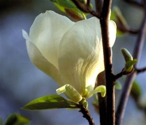 Magnolia Pickards Snow Queen Magnoliastore