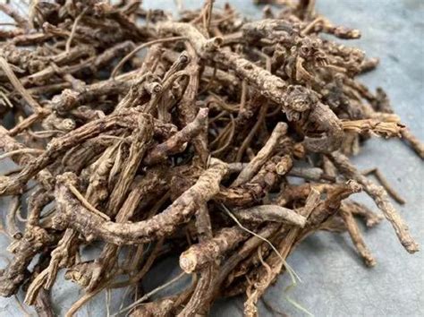 Picrorhiza Kurroa Root At Rs 1500 Kg Picrorhiza Kurroa Root In