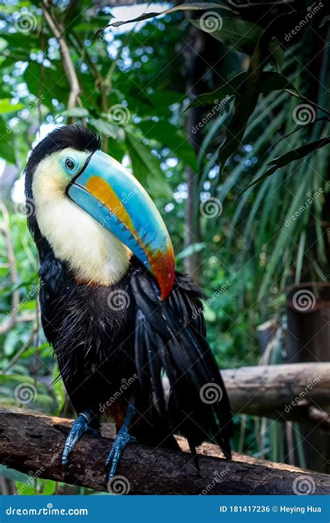 One Keel Billed Toucan Is Perching On The Tree Branch Stock Photo