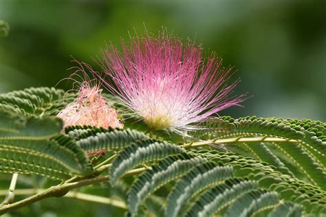 Calliandra Surinamensis Dsc9232 A Greg Lanoue Flickr