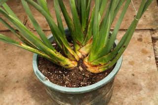 Diseases and insect pests of cycads and their control - The Plant Aide