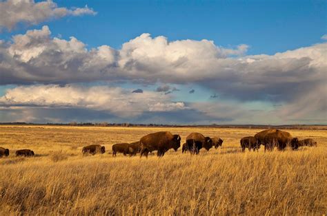 Image Result For Photo Prairie America Plains Landscape Wildlife