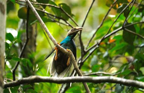 Indonesia's Beautiful Birds of Paradise - Seatrek Sailing Adventures